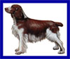 Click here for more detailed Welsh Springer Spaniel breed information and available puppies, studs dogs, clubs and forums